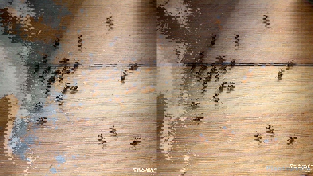 بطريقة رائعة وسهلة.. كيفية التخلص من النمل في الصيف بشكل نهائي!!
