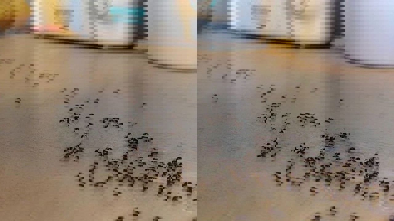 أقضي على أكبر مشاكل الصيف.. طريقة التخلص من النمل الموجود في الشقوق بالمنزل بشكل نهائي 5 أقضي على أكبر مشاكل الصيف.. طريقة التخلص من النمل الموجود في الشقوق بالمنزل بشكل نهائي