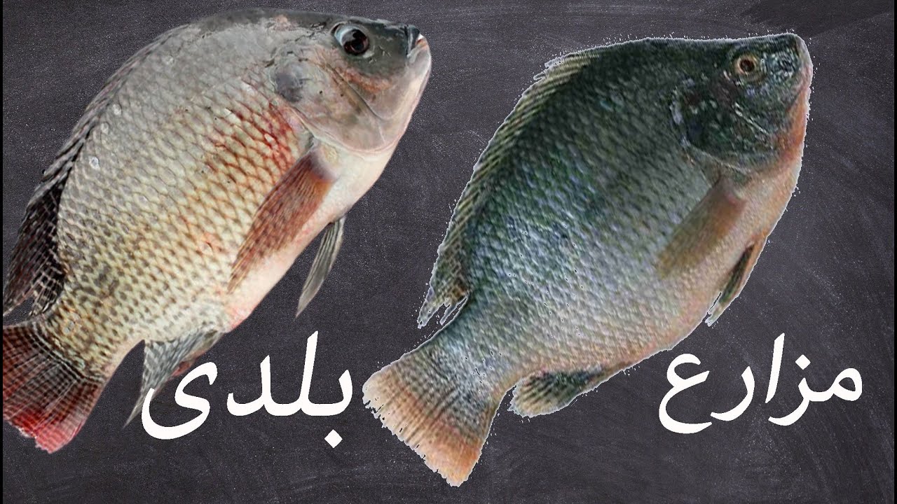ضروري قبل ماتشتري.. اعرف الفرق بين السمك البلطي البلدي والمزارع!! 5 ضروري قبل ماتشتري.. اعرف الفرق بين السمك البلطي البلدي والمزارع!!