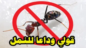 “بدون مبيدات ولا كيماويات”.. 7 وصفات طبيعية مجربة ومضمونة للتخلص النهائي من مشكلة النمل في فصل الصيف