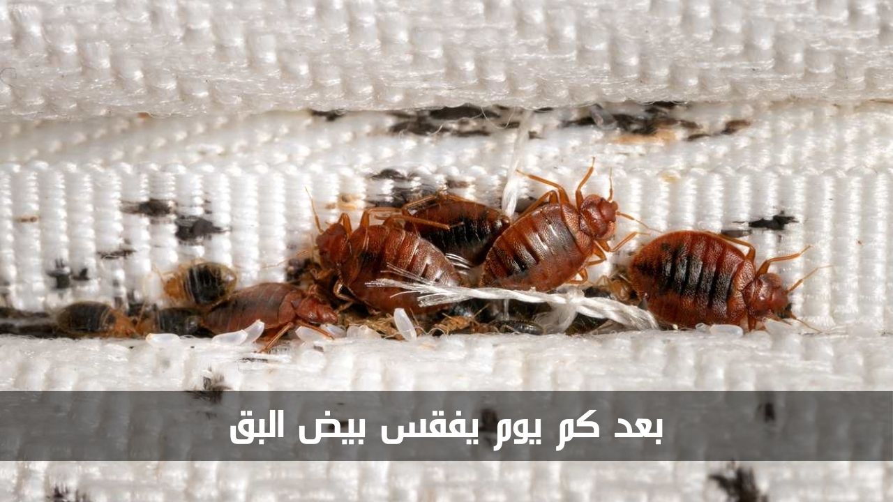 بعد كم يوم يفقس بيض البق وما هي مخاطر لدغه للإنسان 5 بعد كم يوم يفقس بيض البق وما هي مخاطر لدغه للإنسان