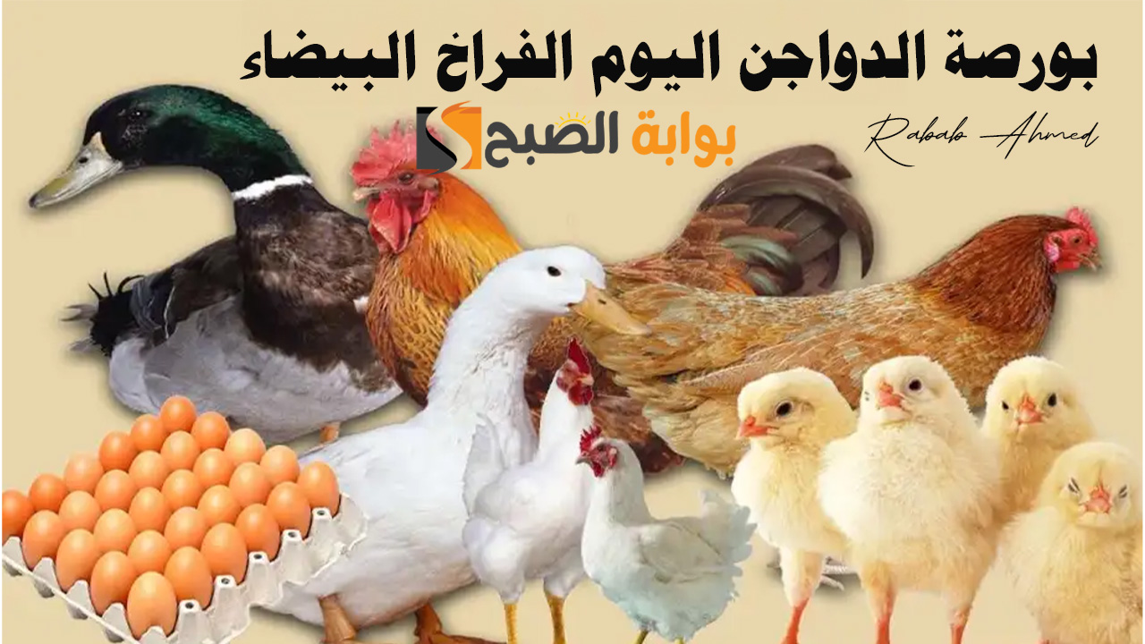 “اسعار كرتونة البيض”.. بورصة الدواجن اليوم الفراخ البيضاء الجمعة 31 مايو 2024