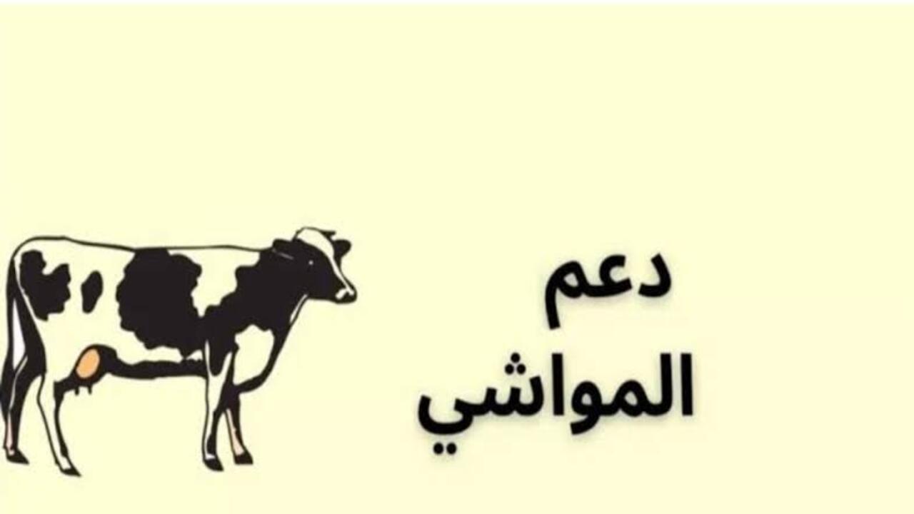 شروط تسجيل دعم المواشي والمستندات المطلوبة 1445