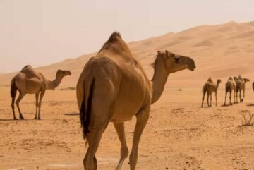 خطوات التسجيل في خدمة ترقيم الإبل في السعودية 2024 عبر منصة نما
