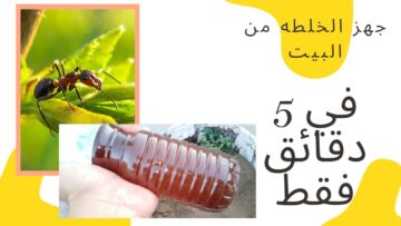 هيختفوا فورا.. طريقة مذهلة لطرد النمل والحشرات من المنزل في ثواني هيهرب بدون مواد كيميائية