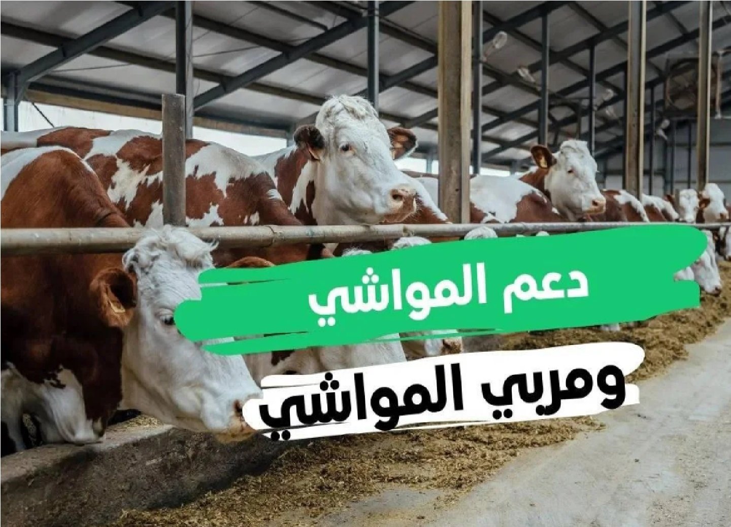خطوات التسجيل في دعم صغار الماشية 5 خطوات التسجيل في دعم صغار الماشية