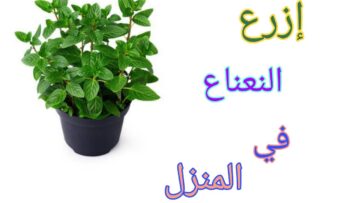 ازرع نعناعك الخاص بنفسك بخطوات بسيطة لزراعة النعناع الأخضر بالمنزل بالبذور أو الشتلات