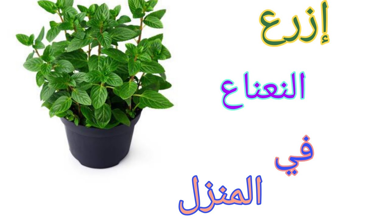 طريقة زراعة النعناع ببلكونة المنزل للتمتع بالرائحة والشكل الجميل وإضافته لما نريد يوميا