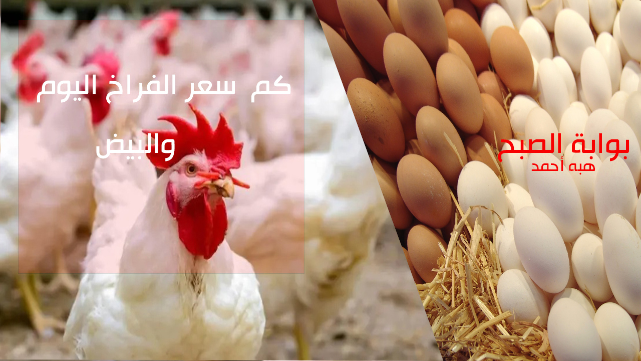 "بكام البيض والفراخ النهاردة" سعر الفراخ اليوم الخميس 23 مايو 2024 5 “بكام البيض والفراخ النهاردة” سعر الفراخ اليوم الخميس 23 مايو 2024