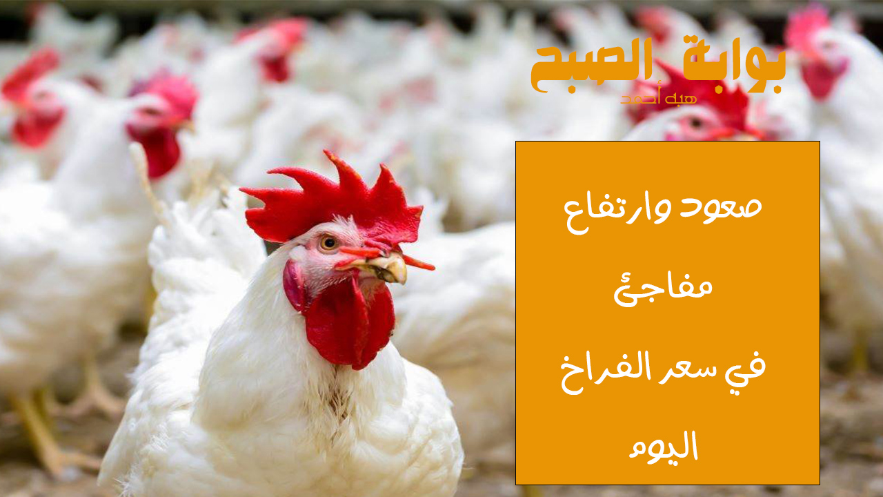 بكم سعر الدواجن … صعود مفاجئ في سعر الفراخ اليوم الإثنين 20 مايو 2024 “ألحقي خزنيها”