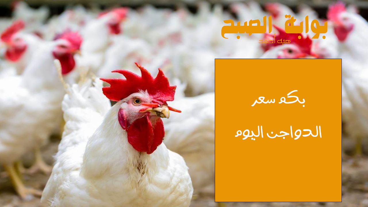 كم سعر كيلو الفراخ البيضاء.. ارتفاع أسعار الفراخ اليوم الإثنين 20 مايو 2024 5 كم سعر كيلو الفراخ البيضاء.. ارتفاع أسعار الفراخ اليوم الإثنين 20 مايو 2024