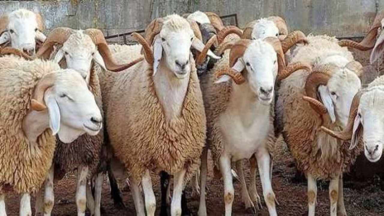 أعرف ثمن ذبيحتك من الآن.. سعر الهدي في الحج 2024 وأسعار الأضاحي بالسعودية 5 أعرف ثمن ذبيحتك من الآن.. سعر الهدي في الحج 2024 وأسعار الأضاحي بالسعودية