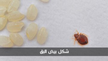 شكل بيض البق بالصور وطريقة التخلص منه بشكل نهائي