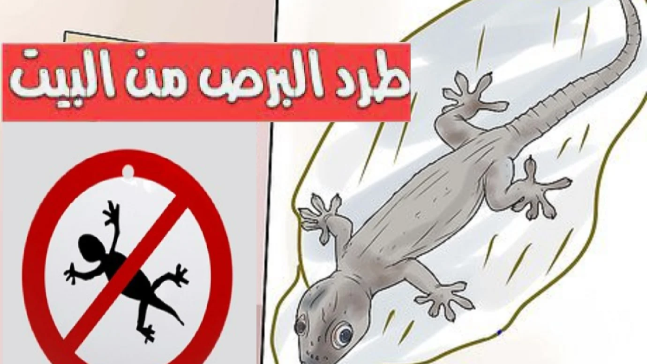 " مش هتلمحه في بيتك بعد كده " .. تعرف على طرق طرد البرص من المنزل قبل دخول فصل الصيف 5 ” مش هتلمحه في بيتك بعد كده ” .. تعرف على طرق طرد البرص من المنزل قبل دخول فصل الصيف
