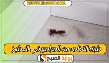 “ودعي الحشرات” طرق التخلص من الصراصير في المطبخ بمكونات من البيت وغير ضارة