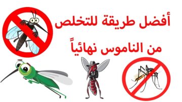 افضل الطرق الفعاله للتخلص من الناموس المزعج نهائيا بطريقة امنة وبدون استعمال المبيدات الحشرية