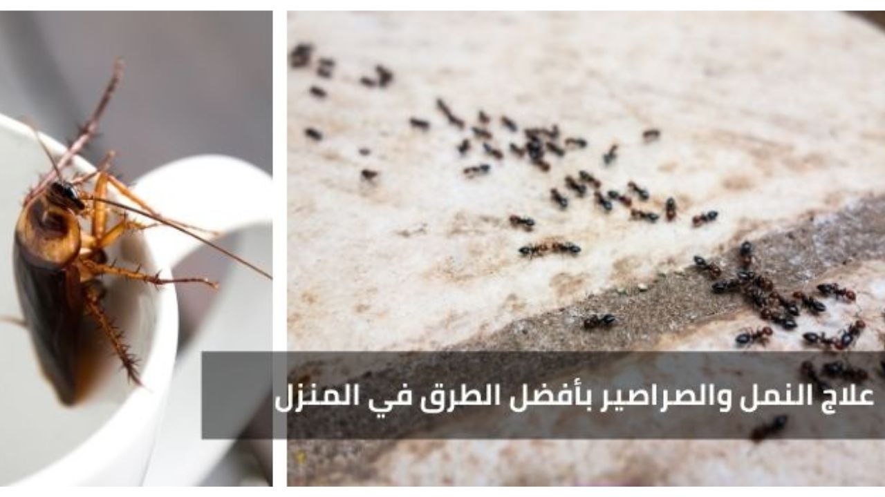 طريقة التخلص من النمل والصراصير من مطبخك بدون مبيدات مكلفة بعد الآن 5 طريقة التخلص من النمل والصراصير من مطبخك بدون مبيدات مكلفة بعد الآن
