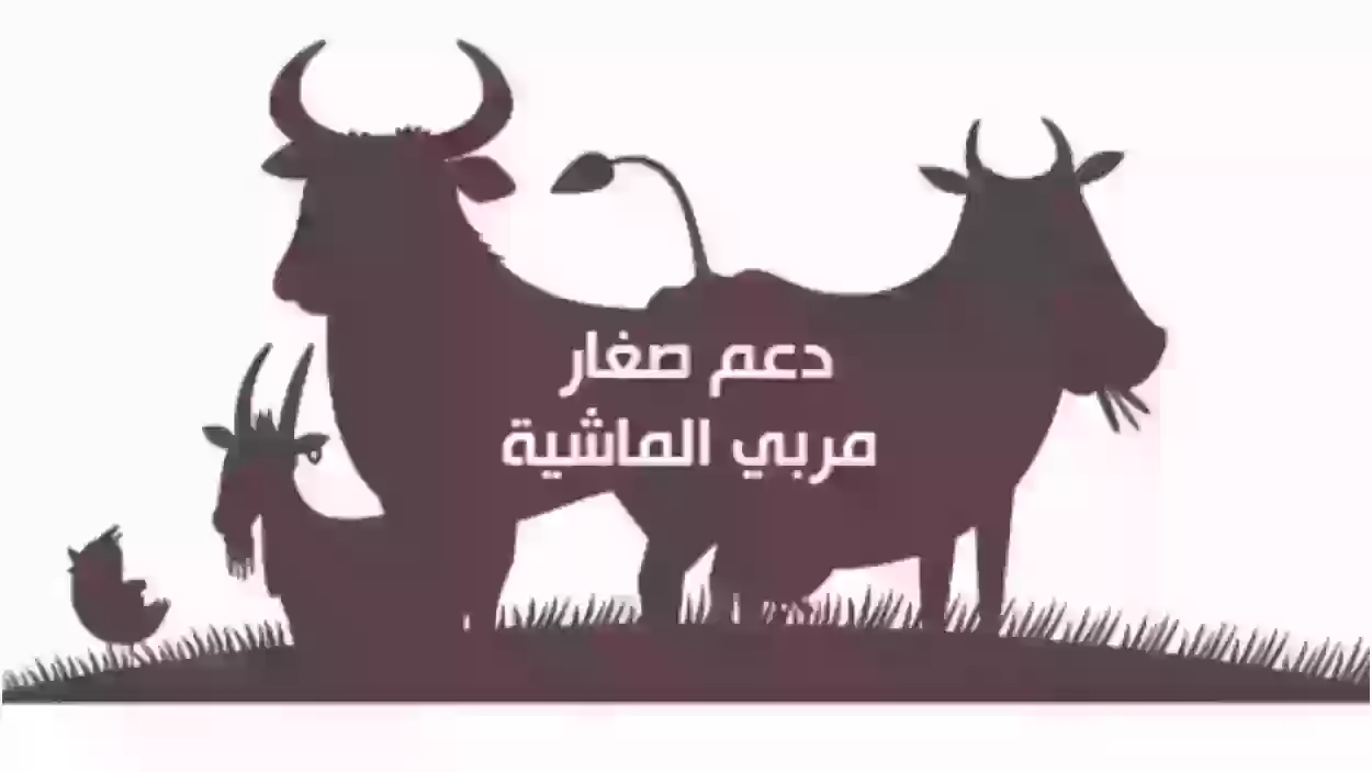 ما هي طريقة التسجيل في دعم المواشي 1445؟ “وزارة البيئة والمياه والزراعة” توضح