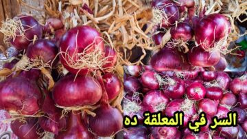 بسر التجار.. طريقة سحرية لتخزين البصل لفترة طويلة في الثلاجة هيفضل فريش وأبيض قشطة زي الشيفات