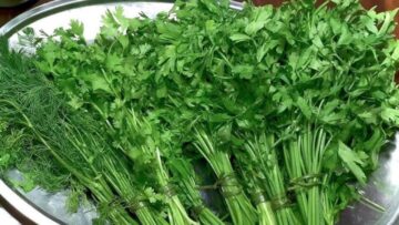حيلة هتخليكي تنجحي في تخزين الخضرة “البقدونس والكزبرة والشبت” شهر كامل في تلاجتك بدون ما تبوظ