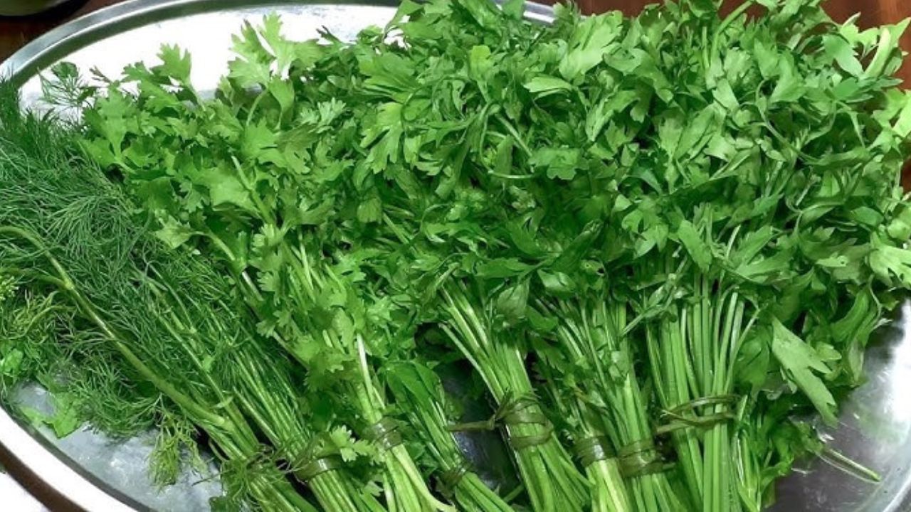 حيلة هتخليكي تنجحي في تخزين الخضرة "البقدونس والكزبرة والشبت" شهر كامل في تلاجتك بدون ما تبوظ 5 حيلة هتخليكي تنجحي في تخزين الخضرة “البقدونس والكزبرة والشبت” شهر كامل في تلاجتك بدون ما تبوظ