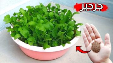 طريقة زراعة الجرجير بأسهل طريقة ..ازرعوه بمنزلكم لكي تتناولوه يوميًا لفوائده العديدة