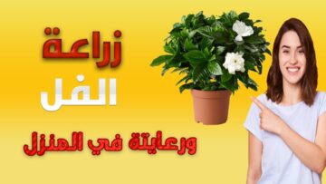 رائحته العطرية هتملئ بيتك .. طريقة زراعة الفل من البذور بخطوات سهلة وبسيطة هتخلى المنزل مثل الحديقة