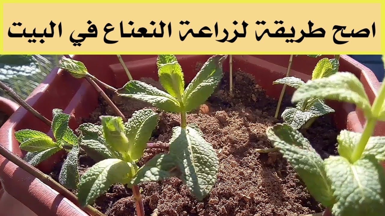 زراعة النعناع في المنزل وتعطير المنزل طبيعيًا واستخدامه فريش لعمل أحلى كوب شاي بالنعناع 5 زراعة النعناع في المنزل وتعطير المنزل طبيعيًا واستخدامه فريش لعمل أحلى كوب شاي بالنعناع