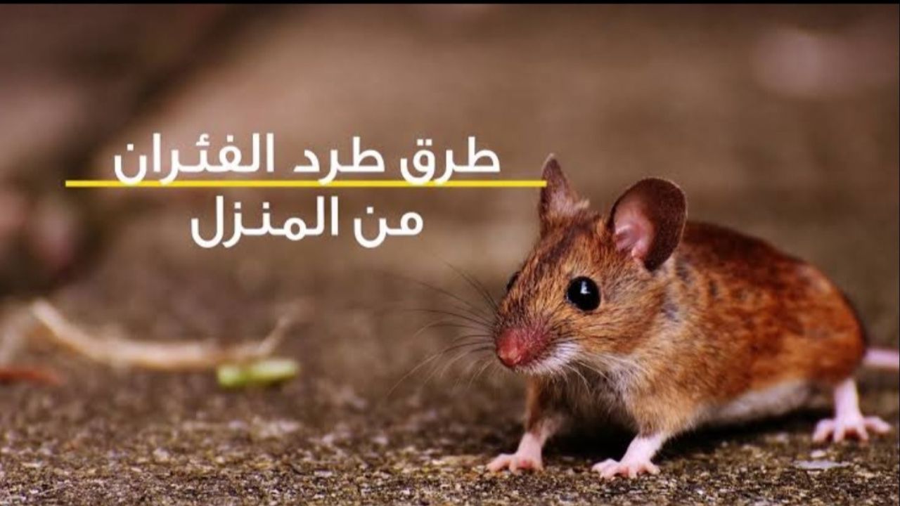 ولا فأر هيدخل بيتك .. طريقة طرد الفئران تماماً من منزلك بوصفة مش هتخطر على بالك
