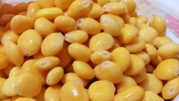 حضري تسالي العيد .. طريقة عمل الترمس المر في المنزل على أصوله مثل المحلات