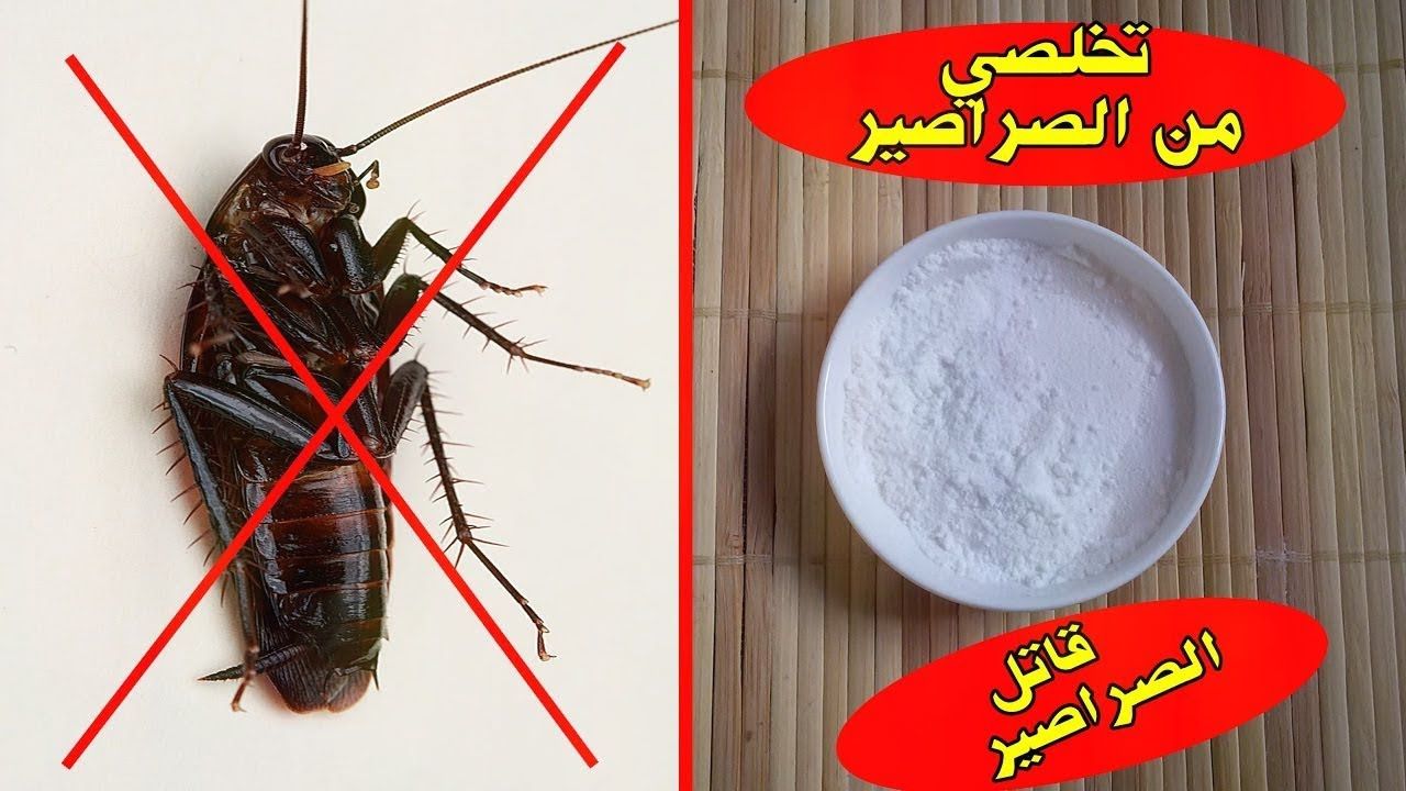 عجينة طرية للتخلص من الصراصير والنمل هتنسيكي وجود الحشرات في بيتك من الأساس 5 عجينة طرية للتخلص من الصراصير والنمل هتنسيكي وجود الحشرات في بيتك من الأساس