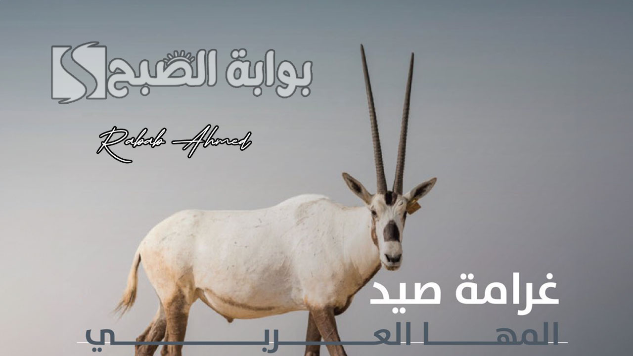 “غرامة تصل 90 ألف ريال”.. الأمن البيئي يحدد غرامة صيد المها العربي