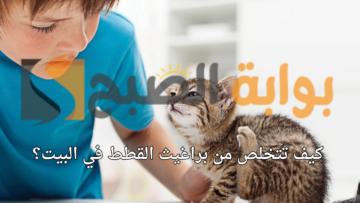 “بأسهل الطرق الممكنة بدون شراء منتجات باهظة” كيف تتخلص من براغيث القطط في البيت؟ سُبُل العلاج منزليًا