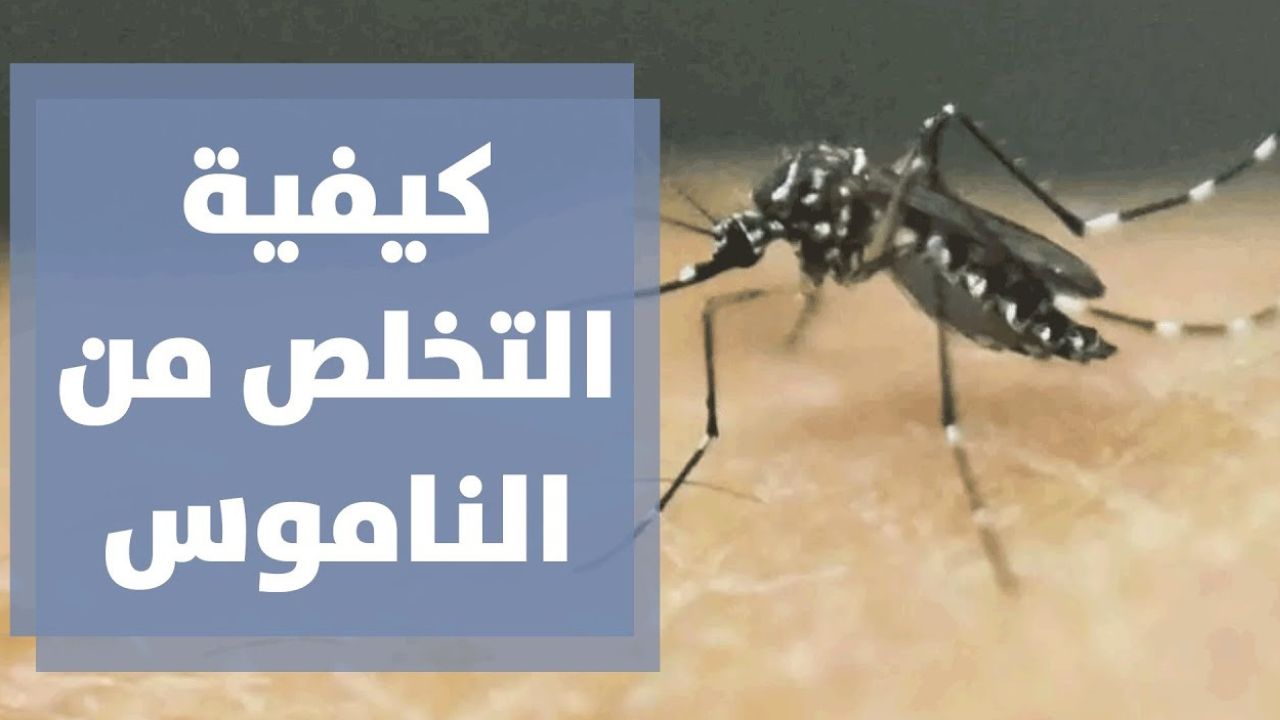اختراع .. طريقة مضمونة للتخلص من ناموس الصيف في المساء بوصفات طبيعية مضمونة 5 اختراع .. طريقة مضمونة للتخلص من ناموس الصيف في المساء بوصفات طبيعية مضمونة