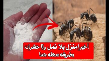 طريقة عمل محلول طبيعي للتخلص من النمل نهائياً في الصيف بخطوات بسيطة وفعالة