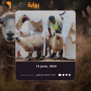 أماكن ذبح الأضاحي في جدة 2024 ونقاط بيع الأضحية 1445