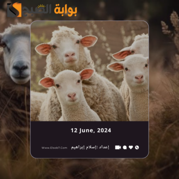 أماكن بيع الأضاحي في جدة 1445 – 2024 ومناطق ذبح الأضحية