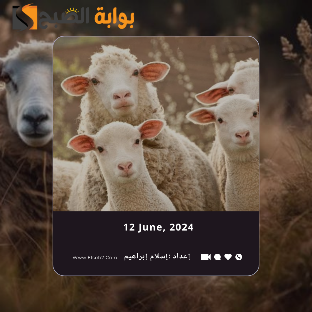 أماكن بيع الأضاحي في جدة 1445 - 2024 ومناطق ذبح الأضحية 5 أماكن بيع الأضاحي في جدة 1445 – 2024 ومناطق ذبح الأضحية