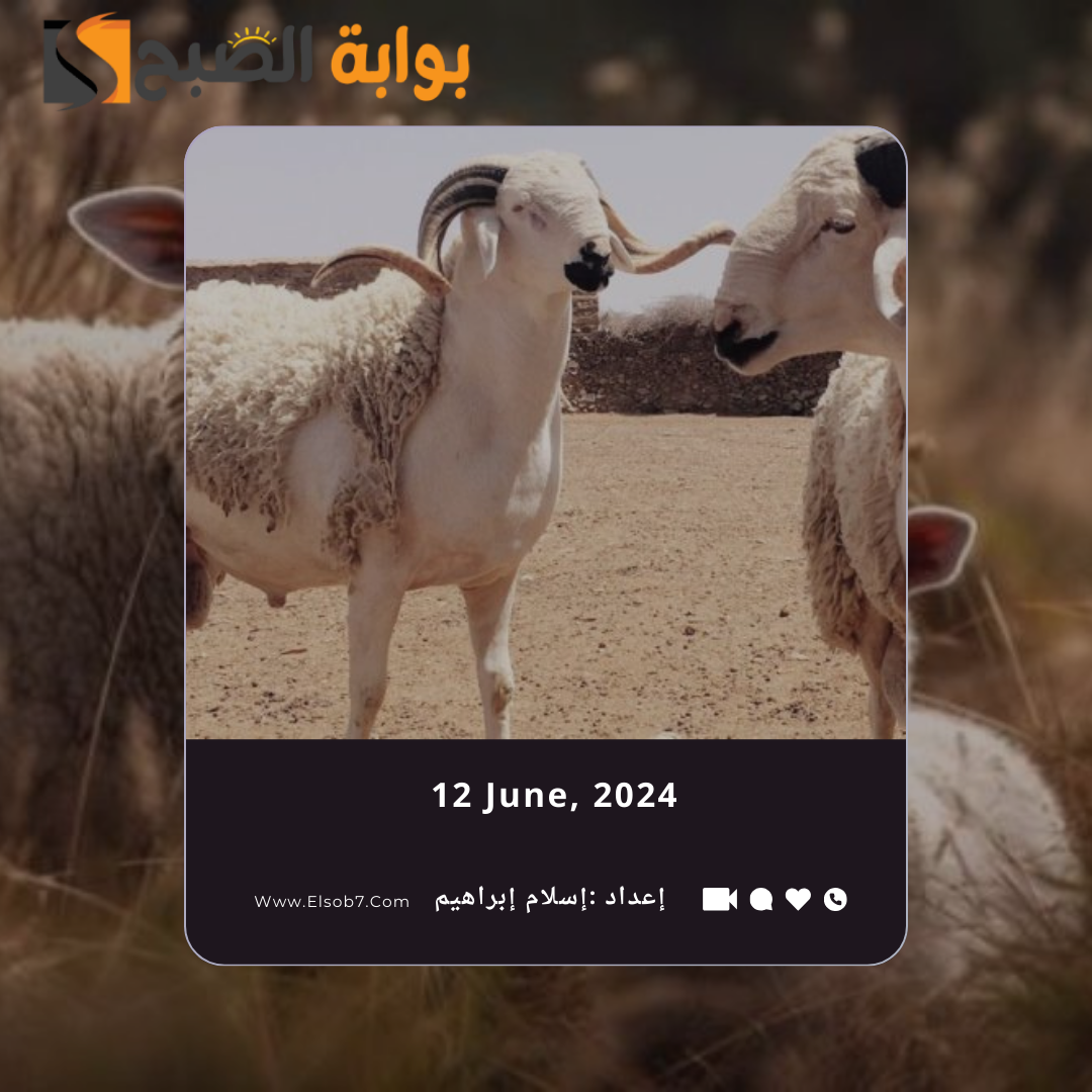 سعر الذبح للاضحية 2024 جدة وأماكن بيع الأضاحي 1445