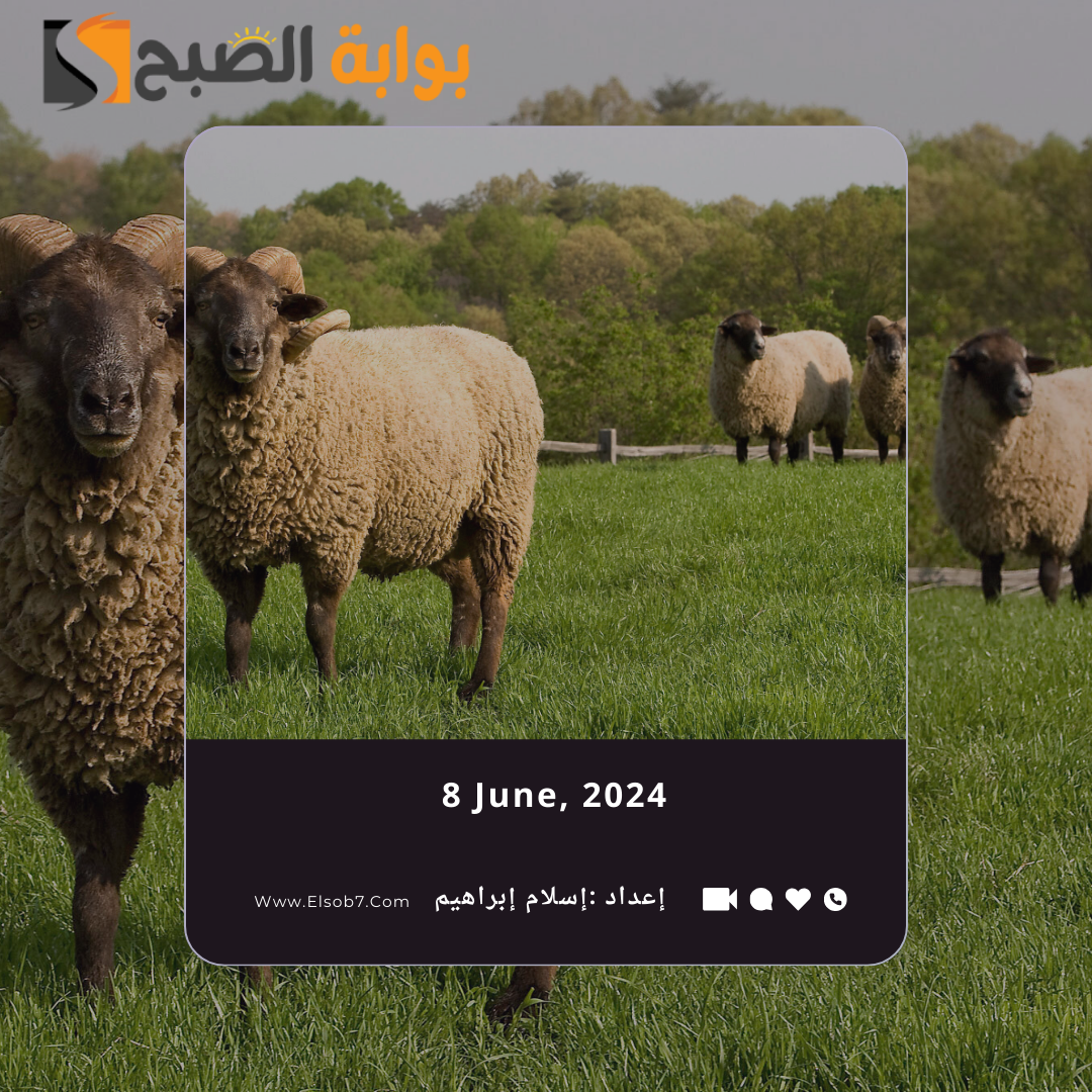 سعر صك الأضحية في السعودية 2024 - 1445 وأسعار أضاحي إحسان 5 سعر صك الأضحية في السعودية 2024 – 1445 وأسعار أضاحي إحسان