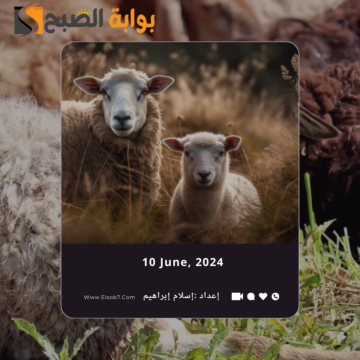 سعر الذبح للاضحية 2024 الرياض وأماكن الذبح والمسالخ الاهلية