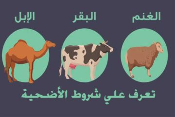 قبل العيد.. ما هي مواصفات الأضحية السليمة الخالية من الأمراض