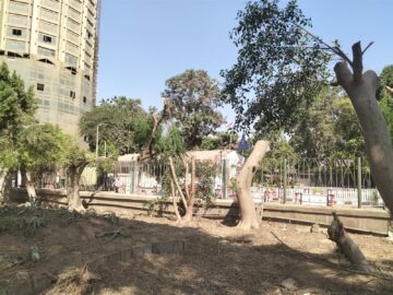مصدر بمحافظة القاهرة يكشف حقيقة قطع الأشجار في الشوارع