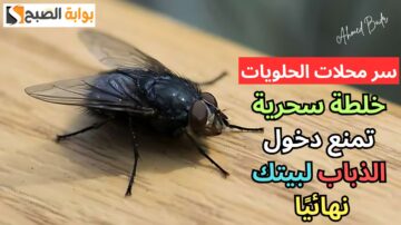 مش هتلمحيهم فبيتك تاني.. خلطة سحرية تمنع دخول الذباب لبيتك نهائيًا سر محلات الحلويات