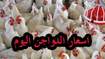 “رسمياً” أسعار بورصة الدواجن اليوم الأحد 16/6/2024 والكتاكيت في تعاملات الأسواق المصرية