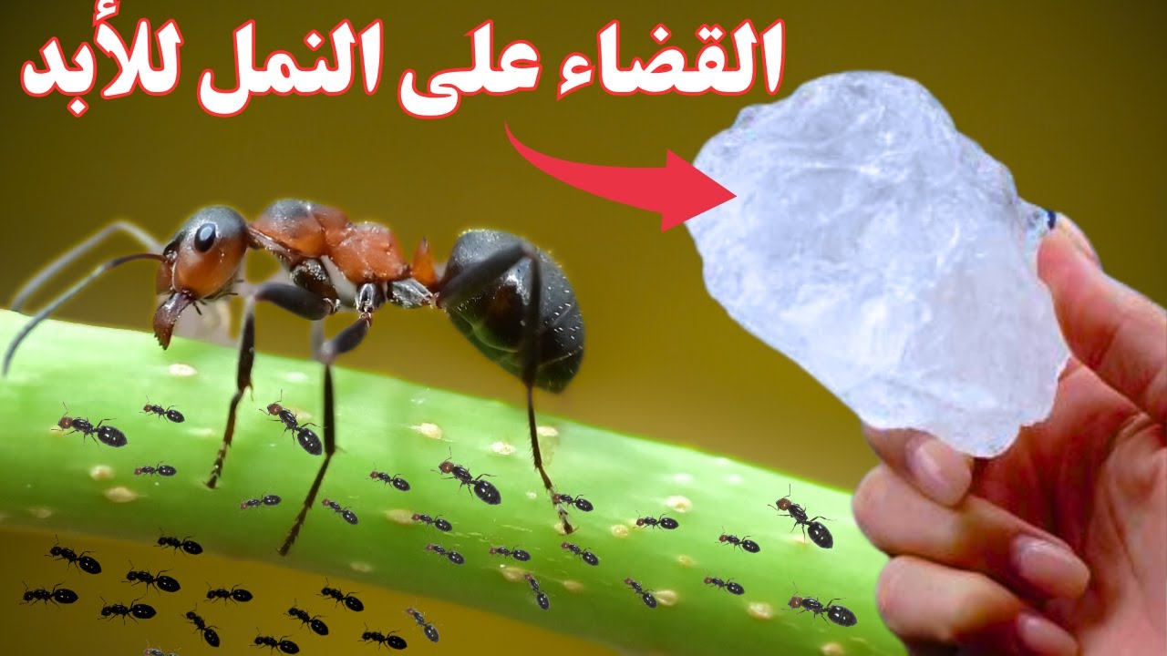 هتقضي عليه بلا رجعة.. انسي النمل نهائياً في الصيف طرق القضاء عليه بسهوله ودون مبيد حشري 5 هتقضي عليه بلا رجعة.. انسي النمل نهائياً في الصيف طرق القضاء عليه بسهوله ودون مبيد حشري