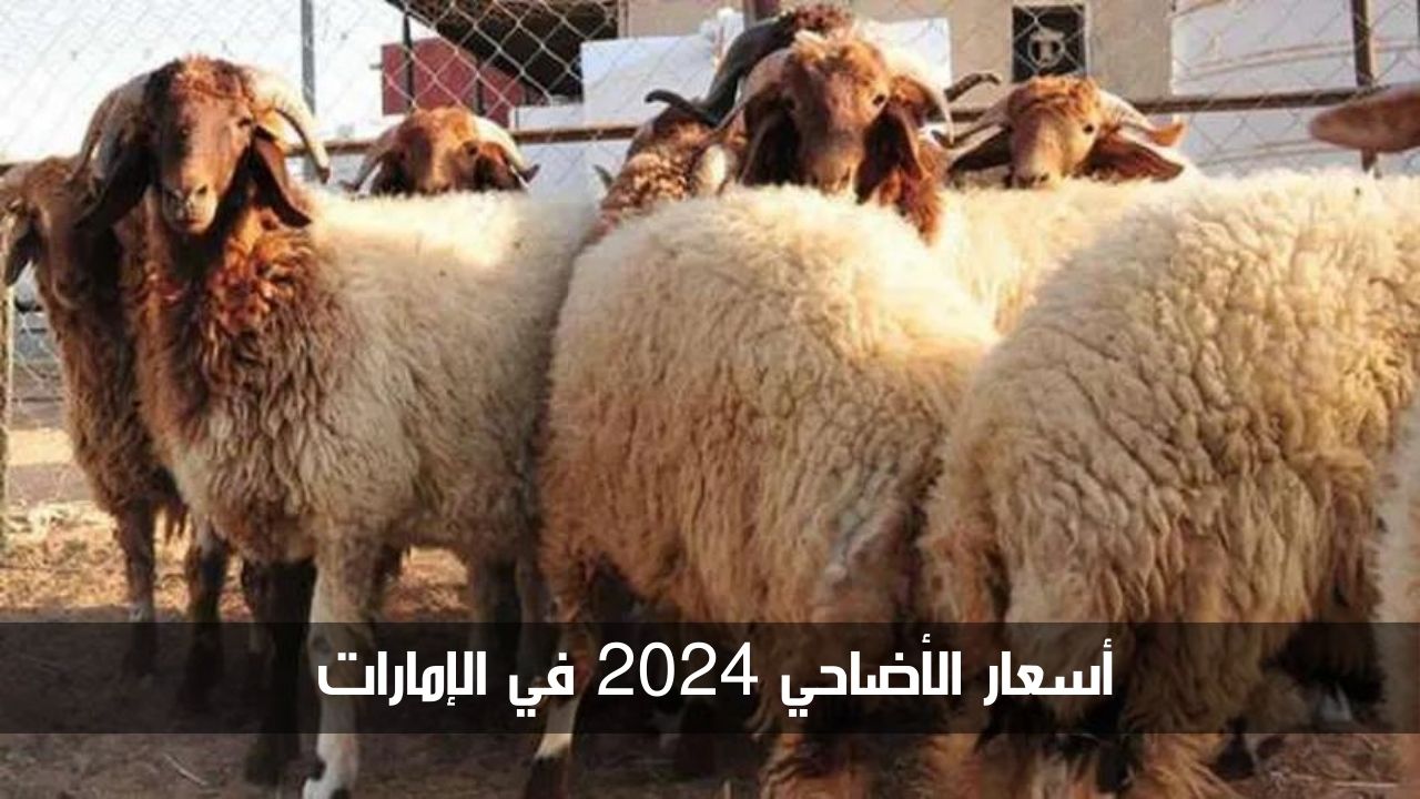 مع اقتراب عيد الأضحى.. تعرف إلى أسعار الأضاحي 2024 في الإمارات وأماكن البيع الرسمية
