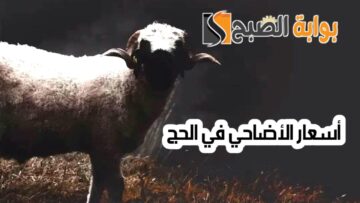 “سعر الصك”.. أسعار الأضاحي في الحج 1445 وكم سعر الهدى