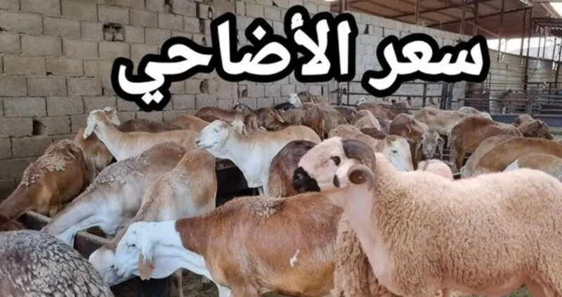 أسعار الأضاحي في السعودية 2024.. وكيف يتم الدخول إلى الموقع الخاص بالإضحية
