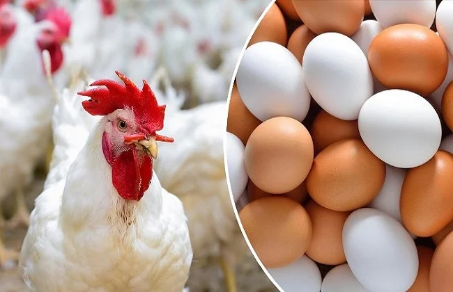 بورصة الدواجن اليوم.. أسعار الدواجن اليوم وكرتونة البيض في السوق للمستهلك “الأبيض والأحمر”